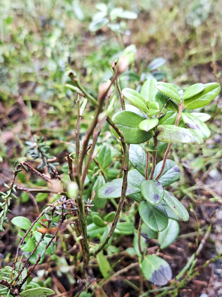 Pihakasvillisuutta, siirtovarvikko istutetaan pihalle