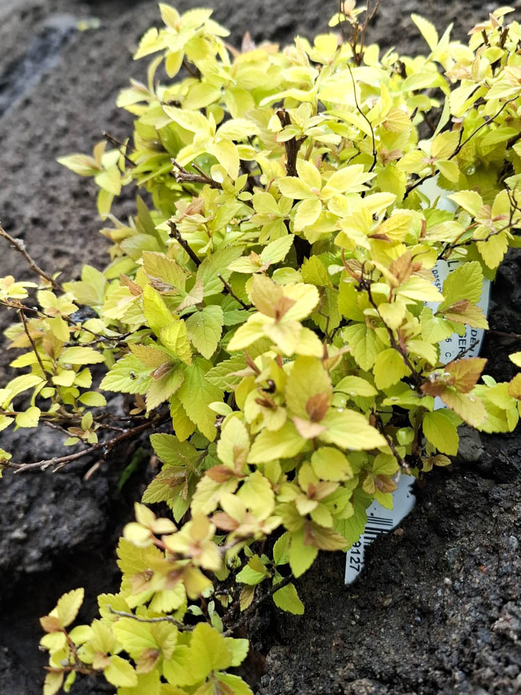 Uudiskohteen pihan suunnittelu ja toteutus