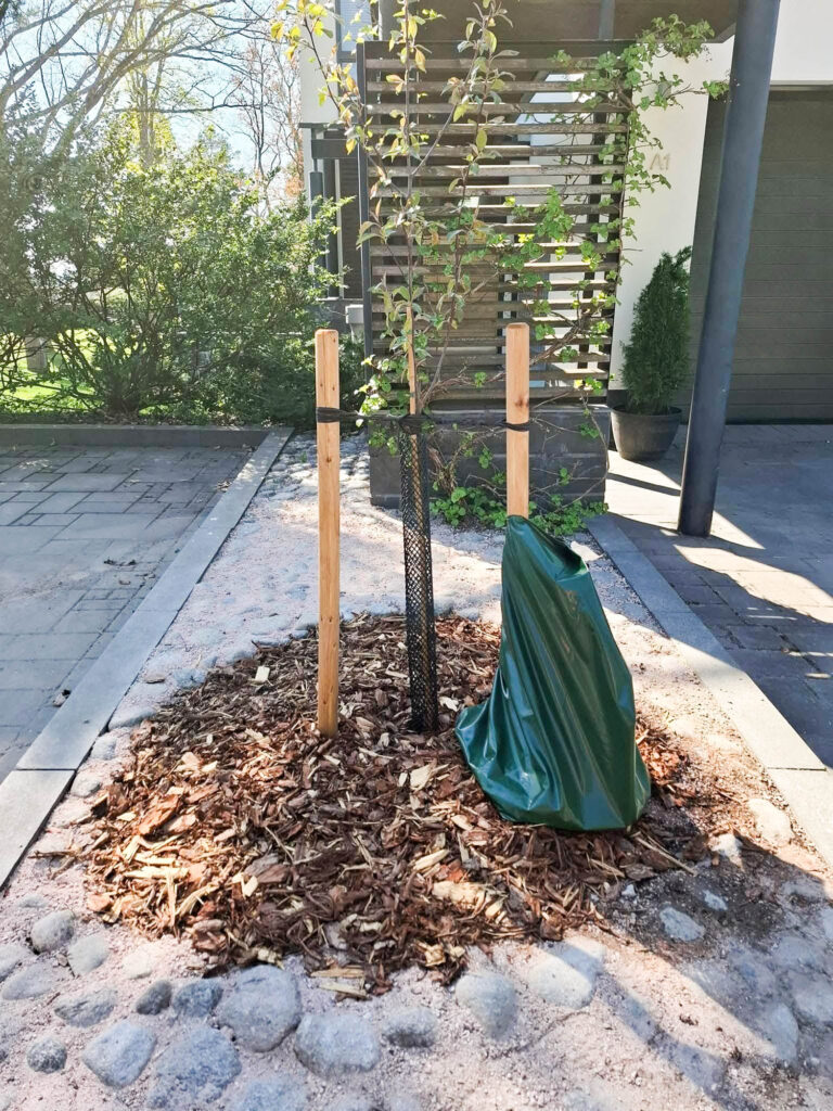 Asta casa koristepuiden uusiminen